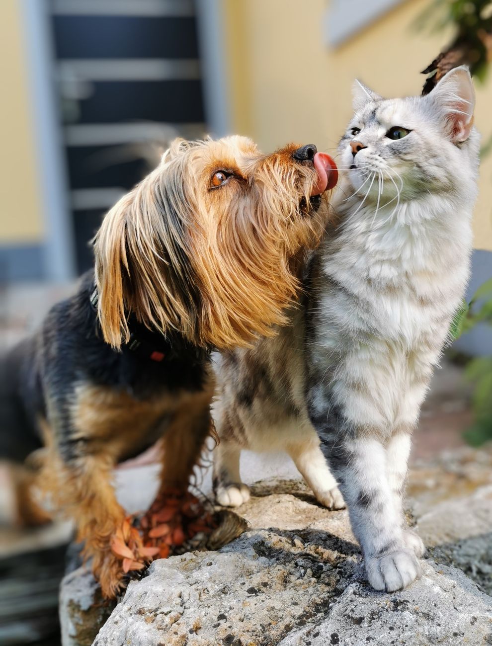 Un perro y un gato juntos al sol