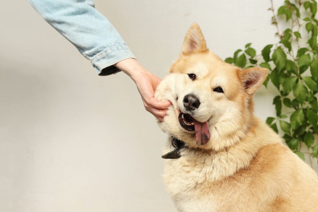 Cuidado de perros y mascotas: la guía completa para Argentina