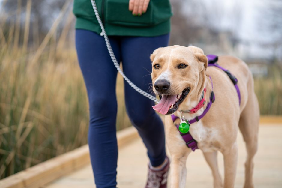 Mi perro tira de la correa: cómo enseñarle a pasear sin pelear