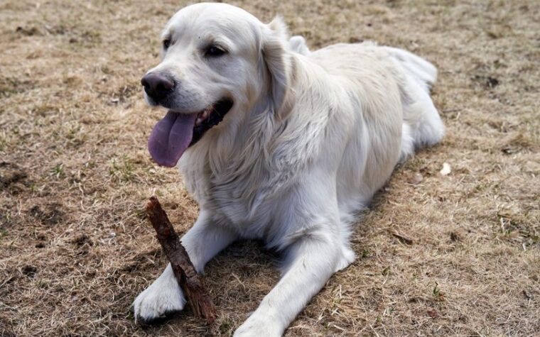 Golden Retriever vs Labrador: diferencias y cuál elegir