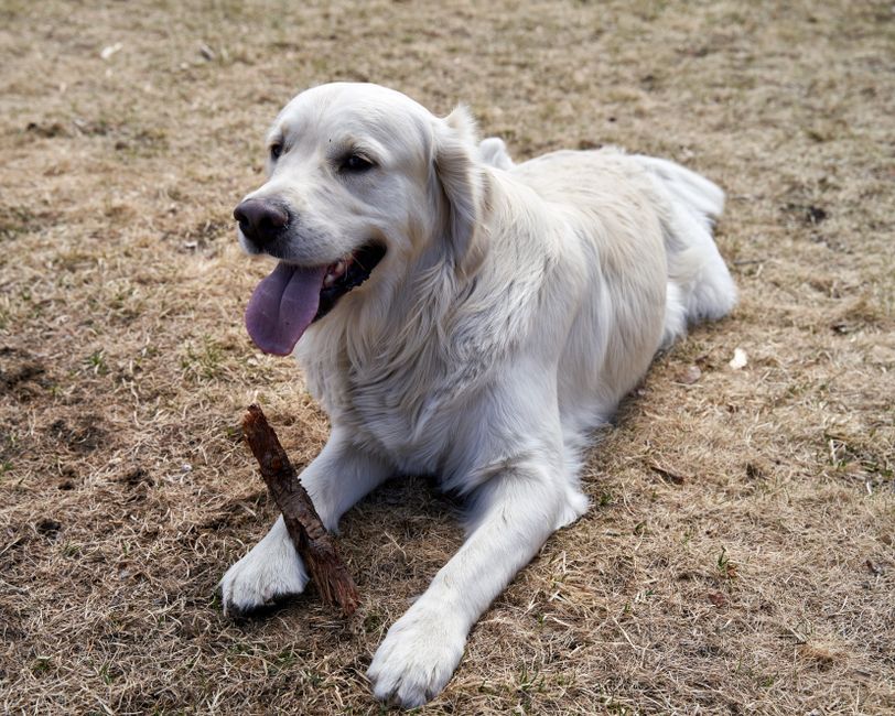 Golden Retriever vs Labrador: diferencias y cuál elegir