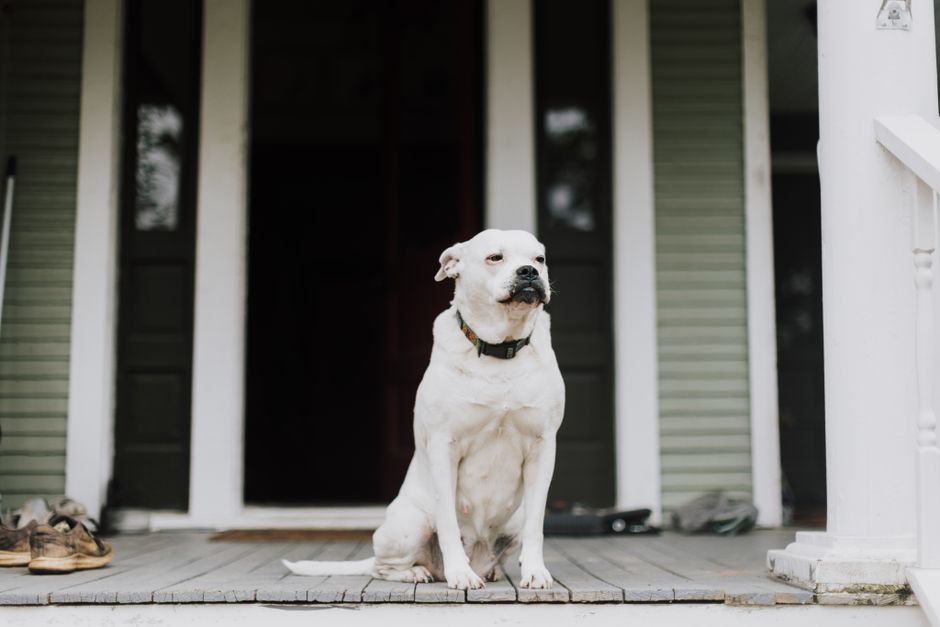Ansiedad por separación en perros: qué es y cómo ayudarlo (método real)
