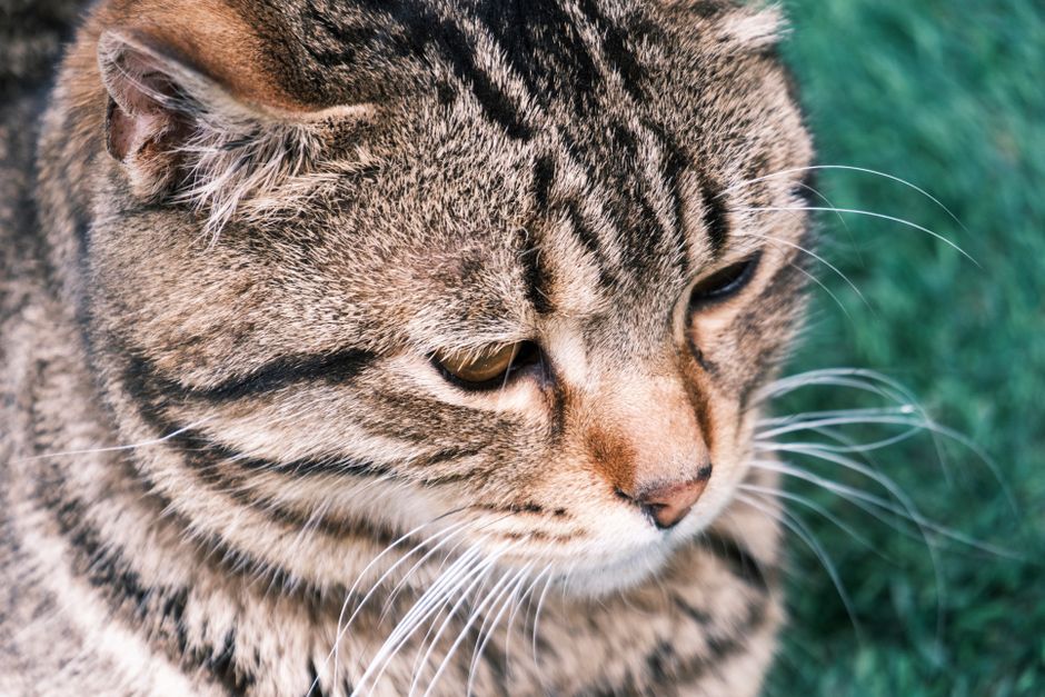 Panleucopenia felina: la alerta que no podés ignorar si tenés gato
