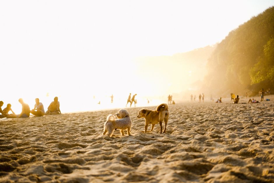 Golpe de calor en perros: síntomas y cómo actuar rápido