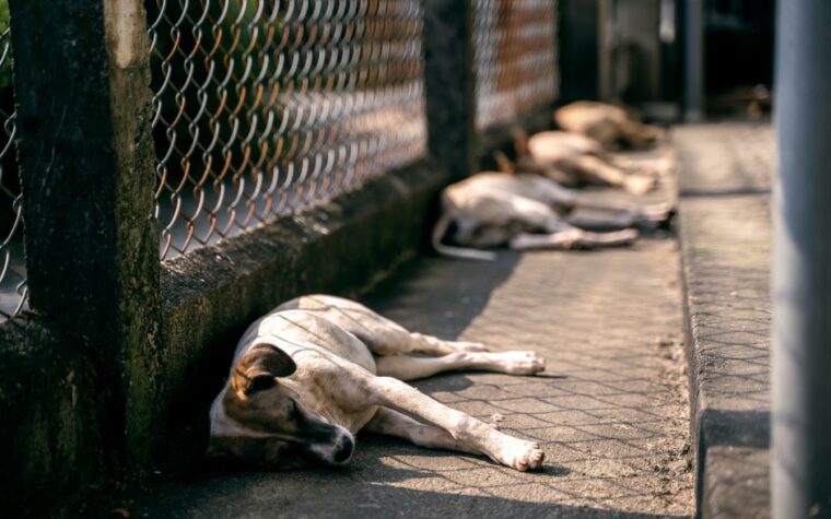 Leishmaniasis en perros: prevención y síntomas clave en Argentina