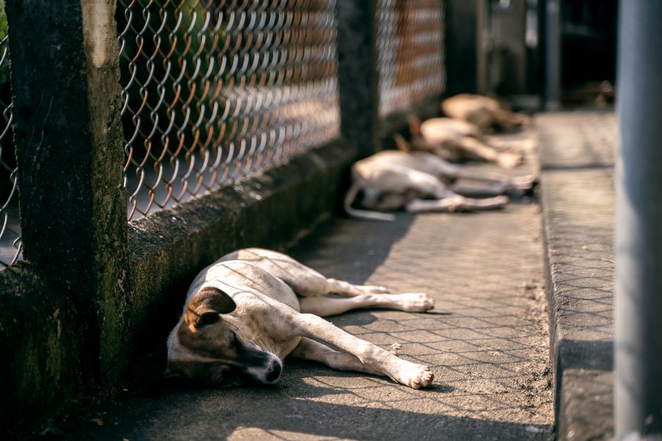 Leishmaniasis en perros: prevención y síntomas clave en Argentina
