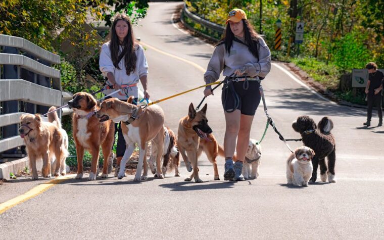 Paseadores de perros: tarifas y consejos para elegir uno de confianza
