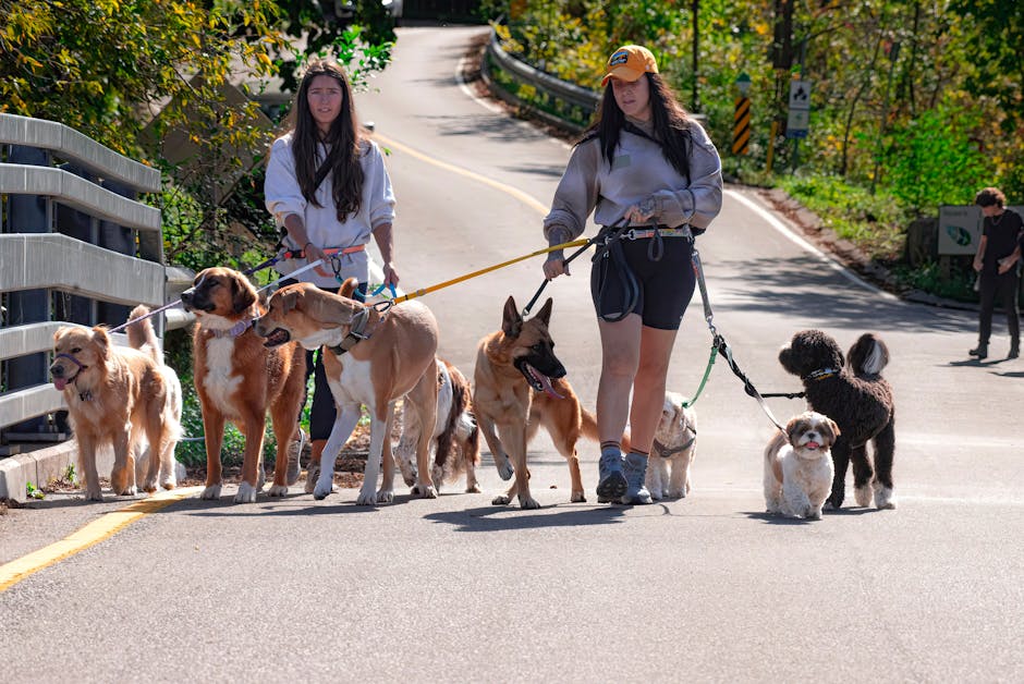 Paseadores de perros: tarifas y consejos para elegir uno de confianza