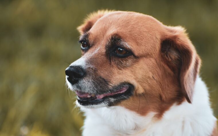 Cómo sacar una garrapata a tu perro de forma segura