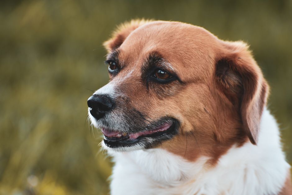 Cómo sacar una garrapata a tu perro de forma segura