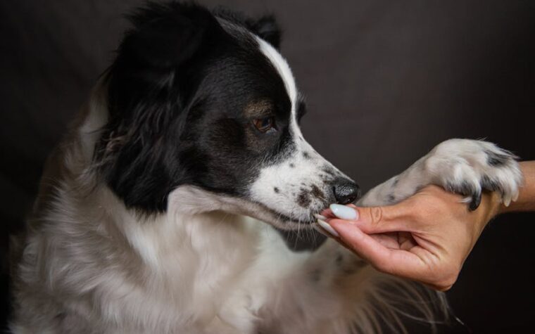 Adiestramiento en positivo: trucos para enseñar a tu perro a sentarse