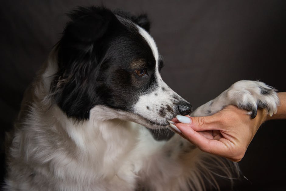 Adiestramiento en positivo: trucos para enseñar a tu perro a sentarse