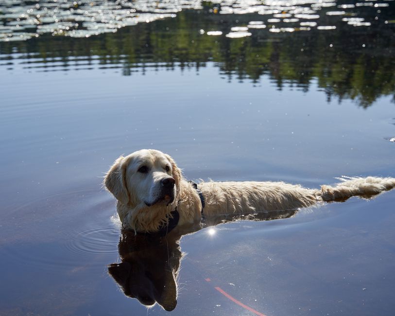 Cada cuánto bañar perro departamento: la verdad de un dueño de Golden
