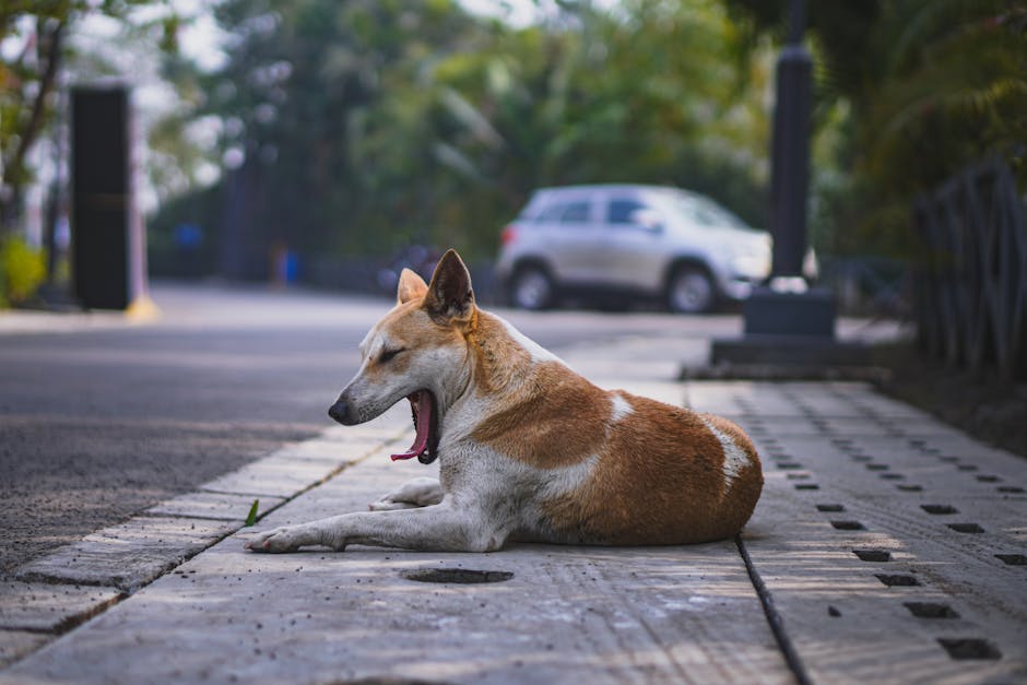 Cómo prevenir el dengue en tu perro este verano