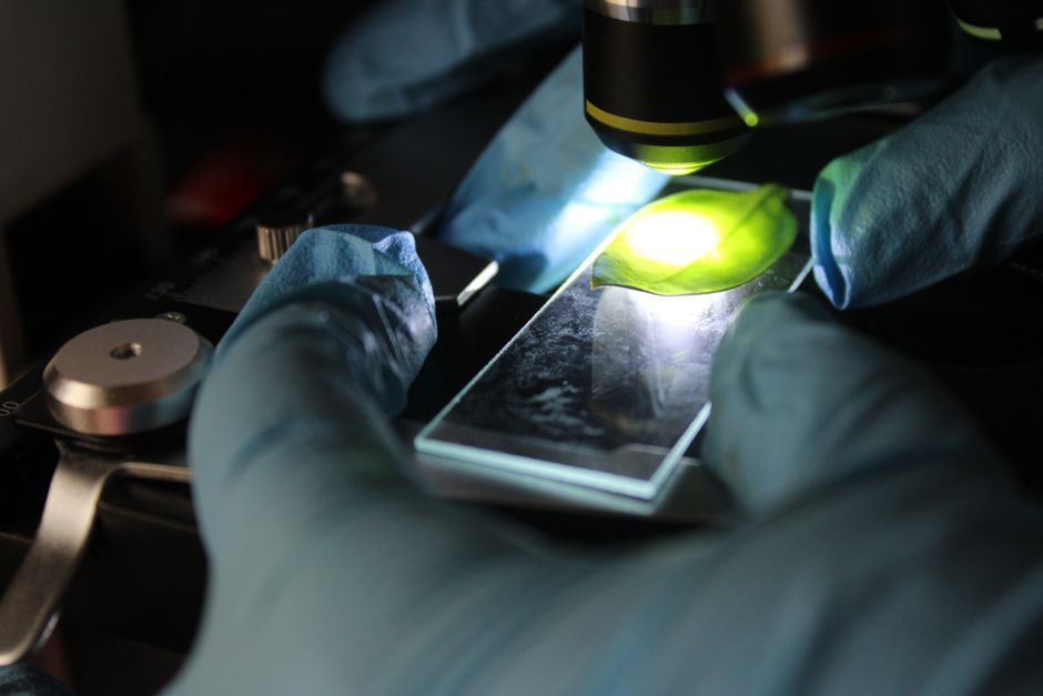 Lipidómica renal en gatos: el hallazgo que puede cambiar cómo entendemos la enfermedad renal crónica
