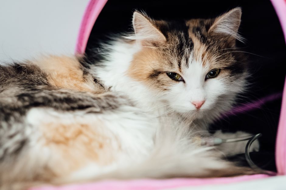 Marcas de alimento para gatos recomendadas por veterinarios