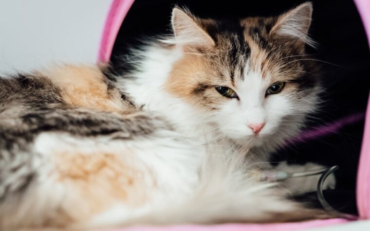 Castración de gatos: beneficios y cuidados postoperatorios