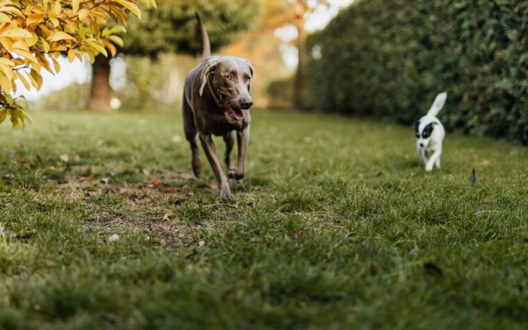 Mejor desparasitante para perros argentina | Guía 2026