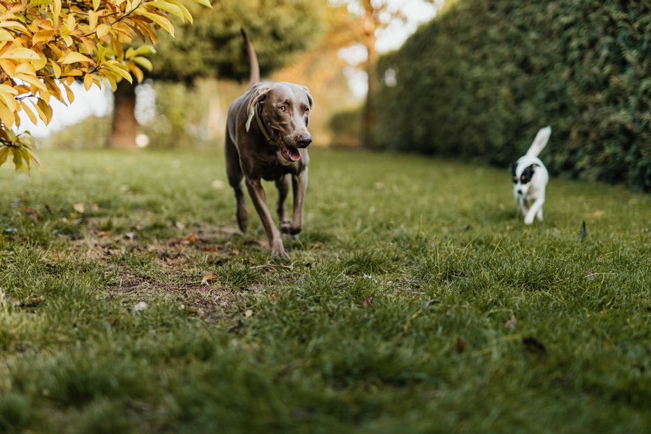 Mejor desparasitante para perros argentina | Guía 2026