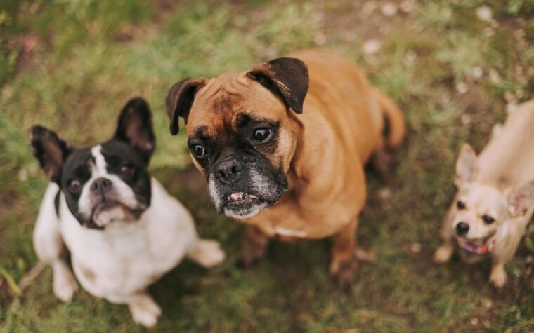 Guarderías para perros: precios en GBA y cómo elegir la mejor