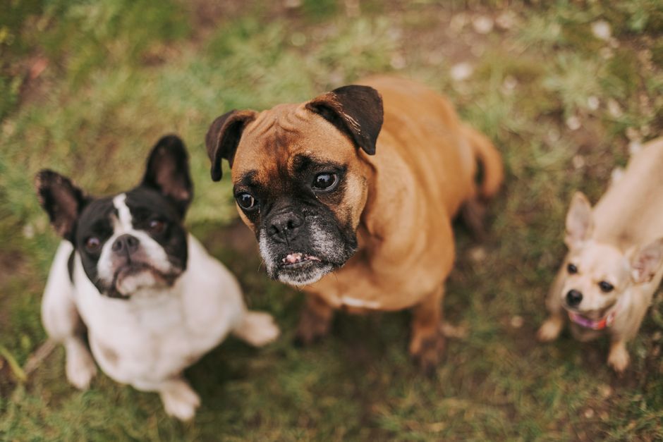 Guarderías para perros: precios en GBA y cómo elegir la mejor