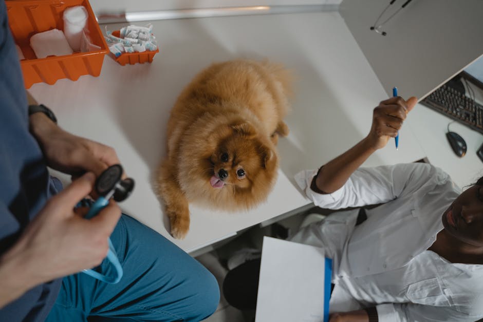 Vacunas anuales para perros: ¿cuánto cuestan en 2026?
