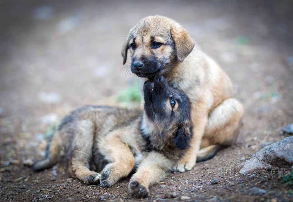 A qué edad separar cachorro madre: guía experta 2026