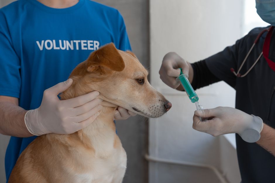 Vacunas para perros y gatos obligatorias: cuáles son y cuándo darlas