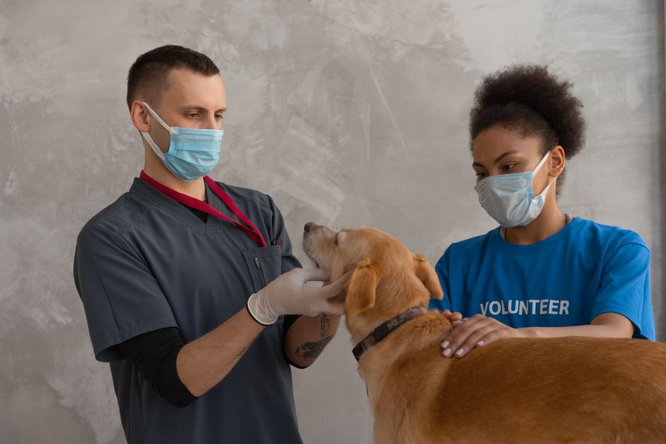 Parásitos en perros y gatos: prevención y señales de alarma que no podés ignorar