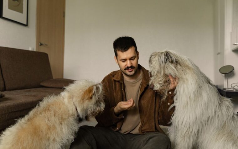 Cómo presentar perro y gato: guía paso a paso