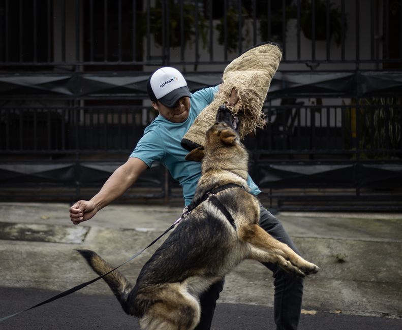 393 ataques de perros en 2024: cómo prevenirlos según Senasa