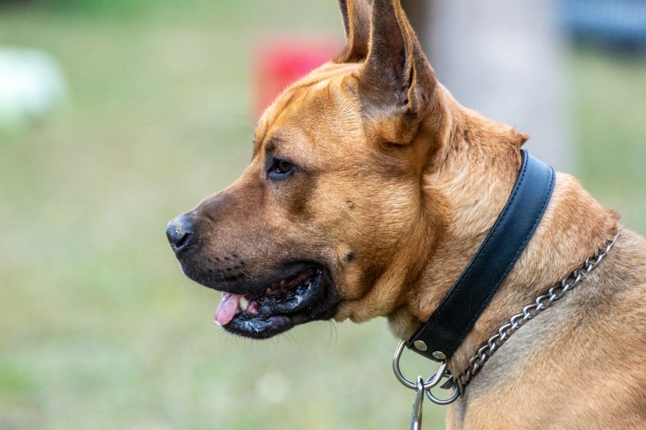Retiran el collar SCUDO: qué tenés que saber si lo usás en tu perro o gato