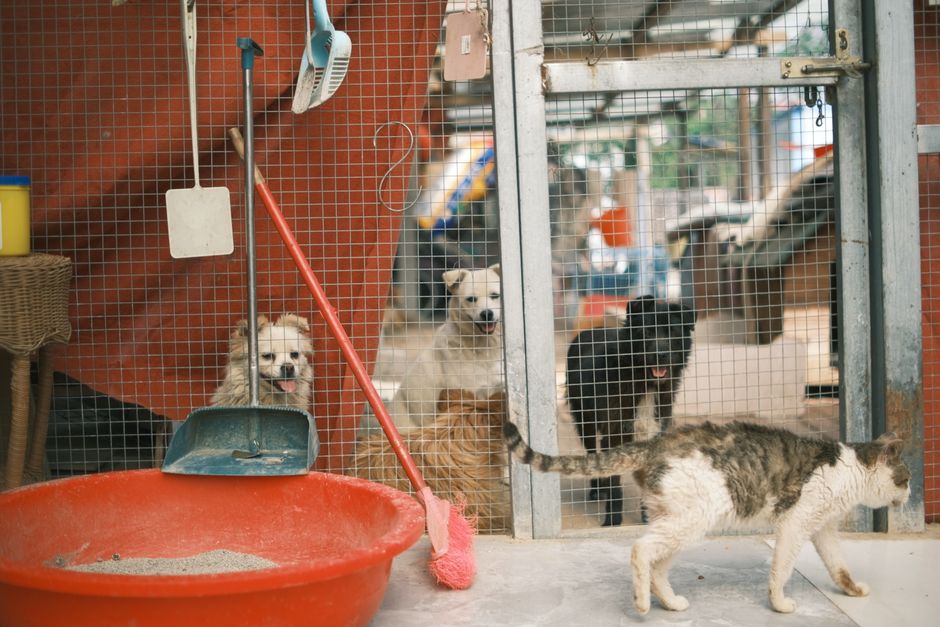 Retiran comida para perros y gatos en EE.UU. por salmonella y listeria: lo que tenés que saber
