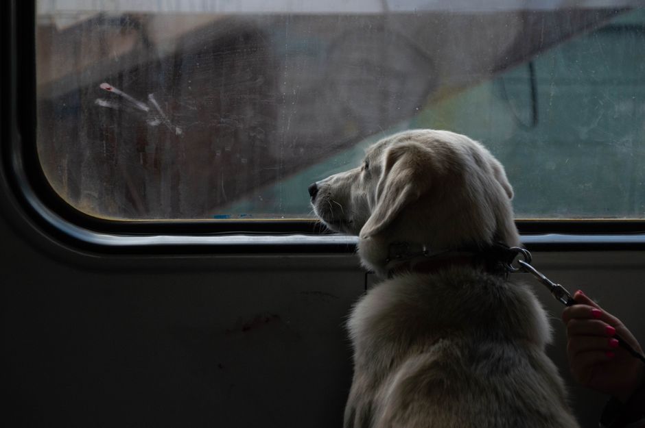 Senasa lanzó la plataforma online para el certificado sanitario de mascotas: cómo usarla