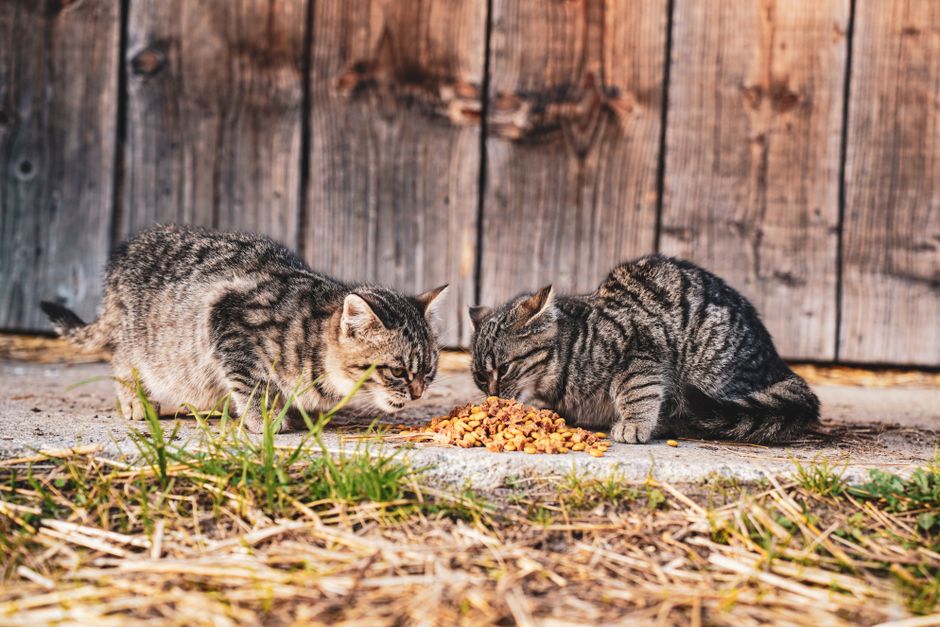 Retiro de comida Go Raw por falta de tiamina: qué mirar en tu gato