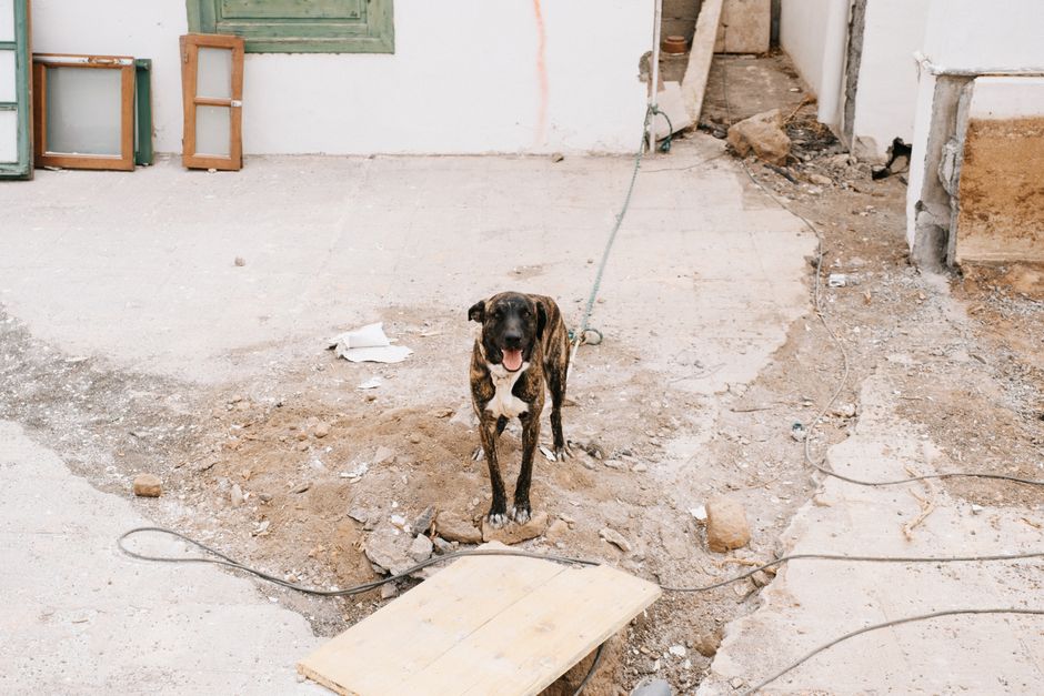 285.000 animales abandonados en España: lo que duele y lo que podemos hacer