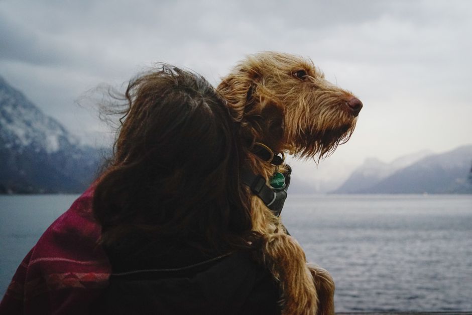 Senasa actualiza requisitos para viajar al exterior con perros y gatos: microchip y certificados