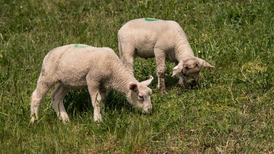 Sarna ovina en la Patagonia: alerta del SENASA y qué hacer si tenés animales