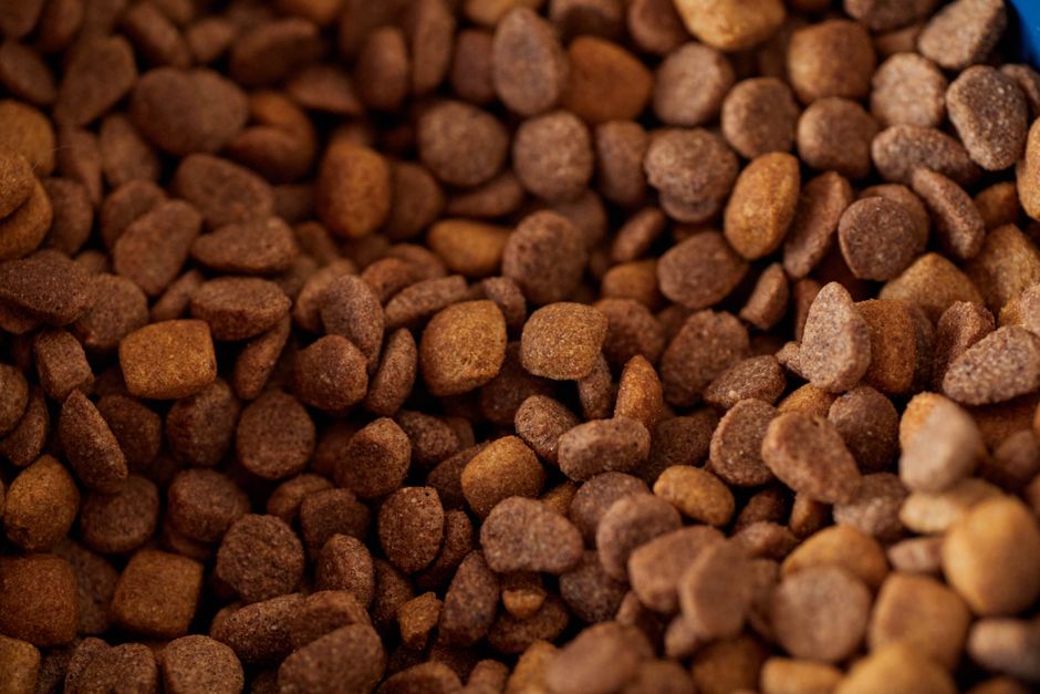 FDA retira comida para perros Raaw Energy por Listeria: lo que tenés que saber