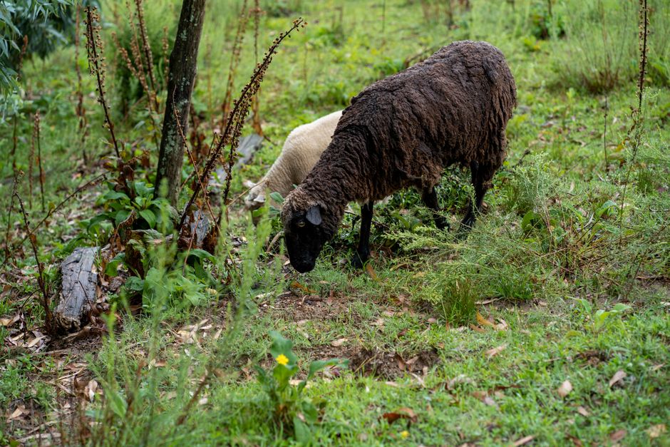 Senasa alerta enfermedad ovinos: qué tenés que saber si tenés animales en casa