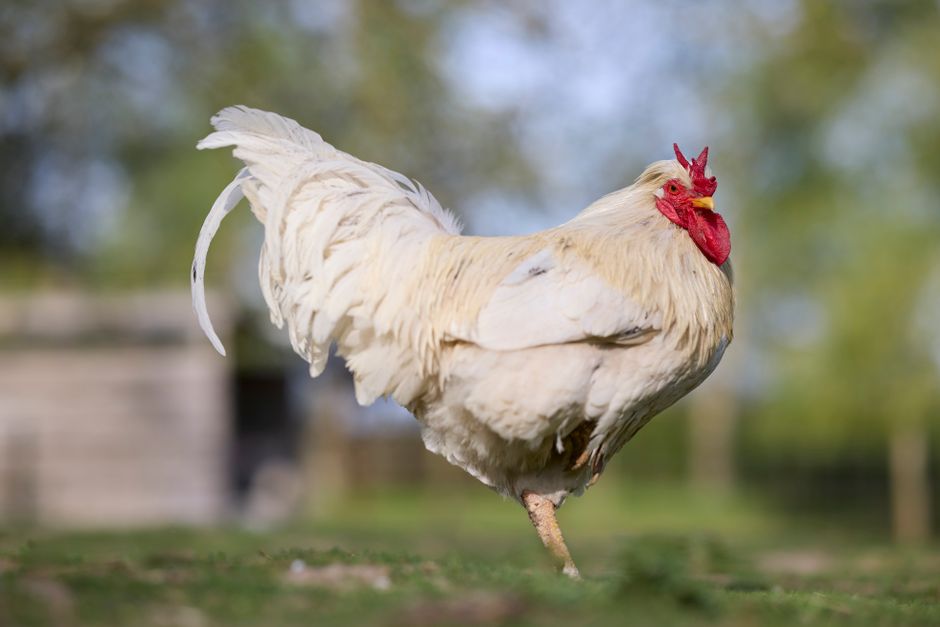 Gripe aviar en Bolívar, Buenos Aires: qué mirar si tenés aves en casa