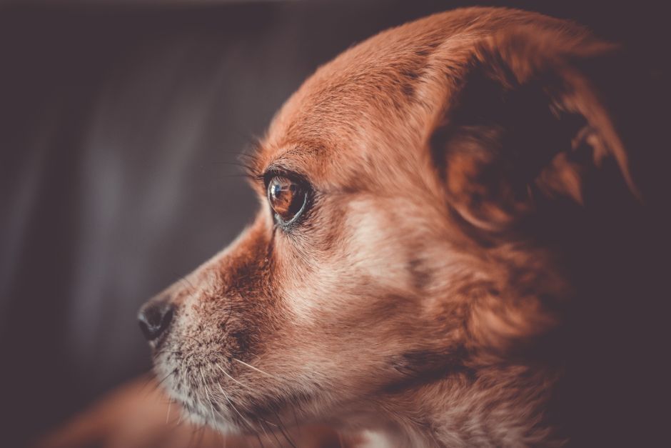Retiran Pedigree por metal y plástico: qué mirar en tu perro