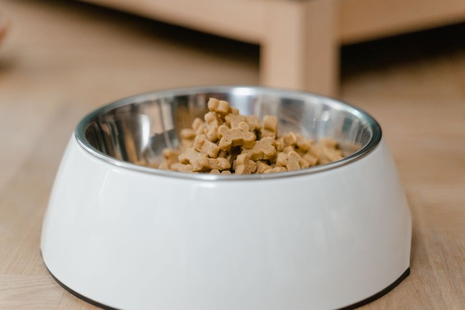 FDA retira GO Raw: lo que tenés que saber si le das este alimento a tu perro o gato