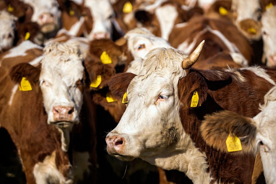 SENASA identificación electrónica: qué cambia para tu mascota en una emergencia