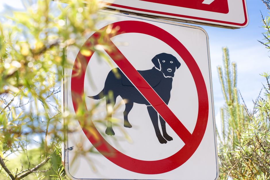 FDA alerta alimento contaminado para perros y gatos: qué tenés que mirar hoy