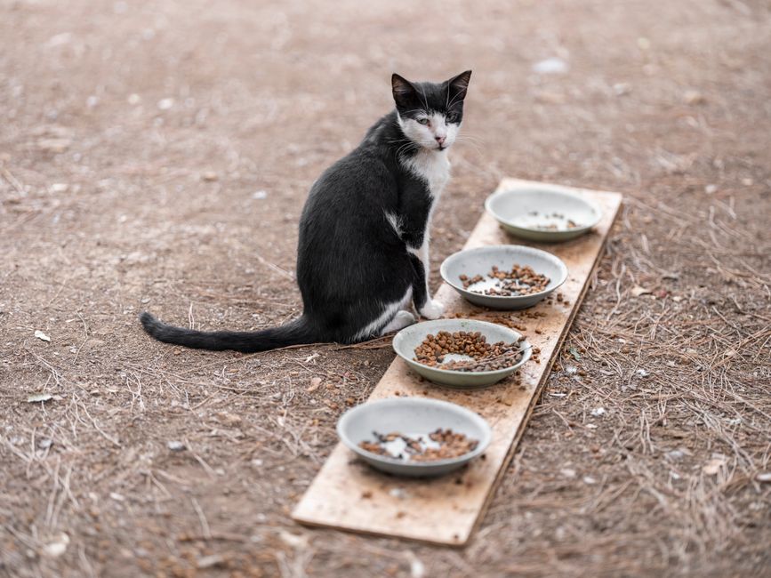 FDA alerta alimento contaminado para perros y gatos: qué tenés que mirar hoy