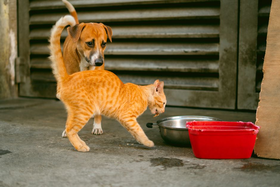 FDA alerta por alimento contaminado para perros y gatos: qué tenés que mirar