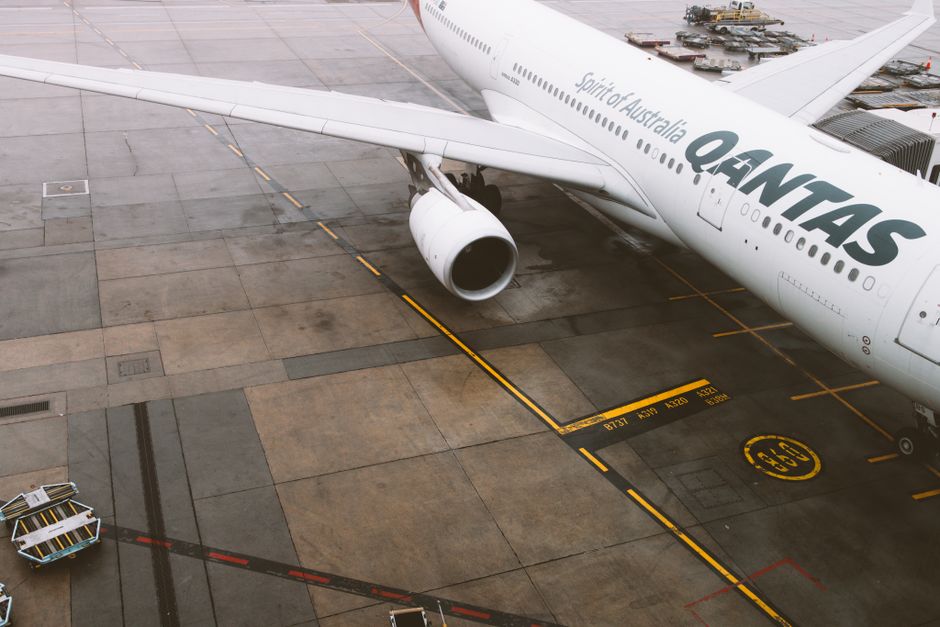 SENASA refuerza requisitos para viajar con mascotas: qué tenés que saber antes de volver al país