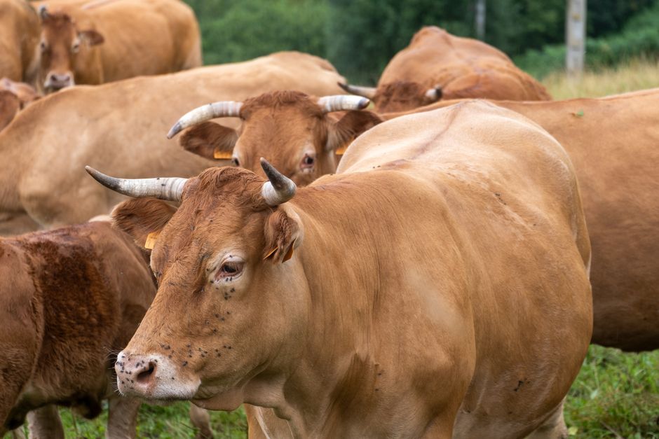 Fiebre aftosa: las nuevas reglas del SENASA para carnes y material reproductivo