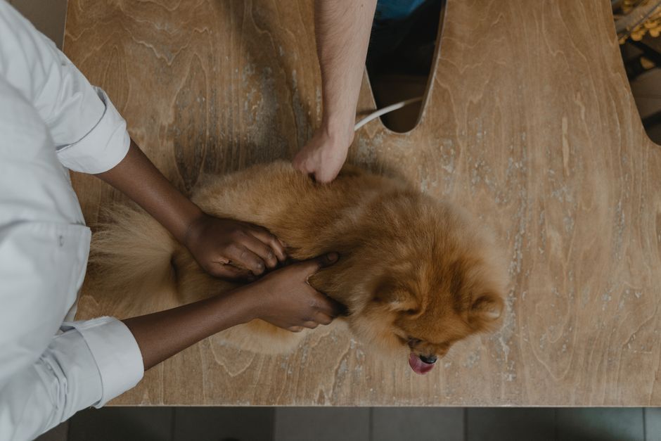 Retiro de medicamento veterinario por fibras de vidrio: qué tenés que mirar antes de inyectar
